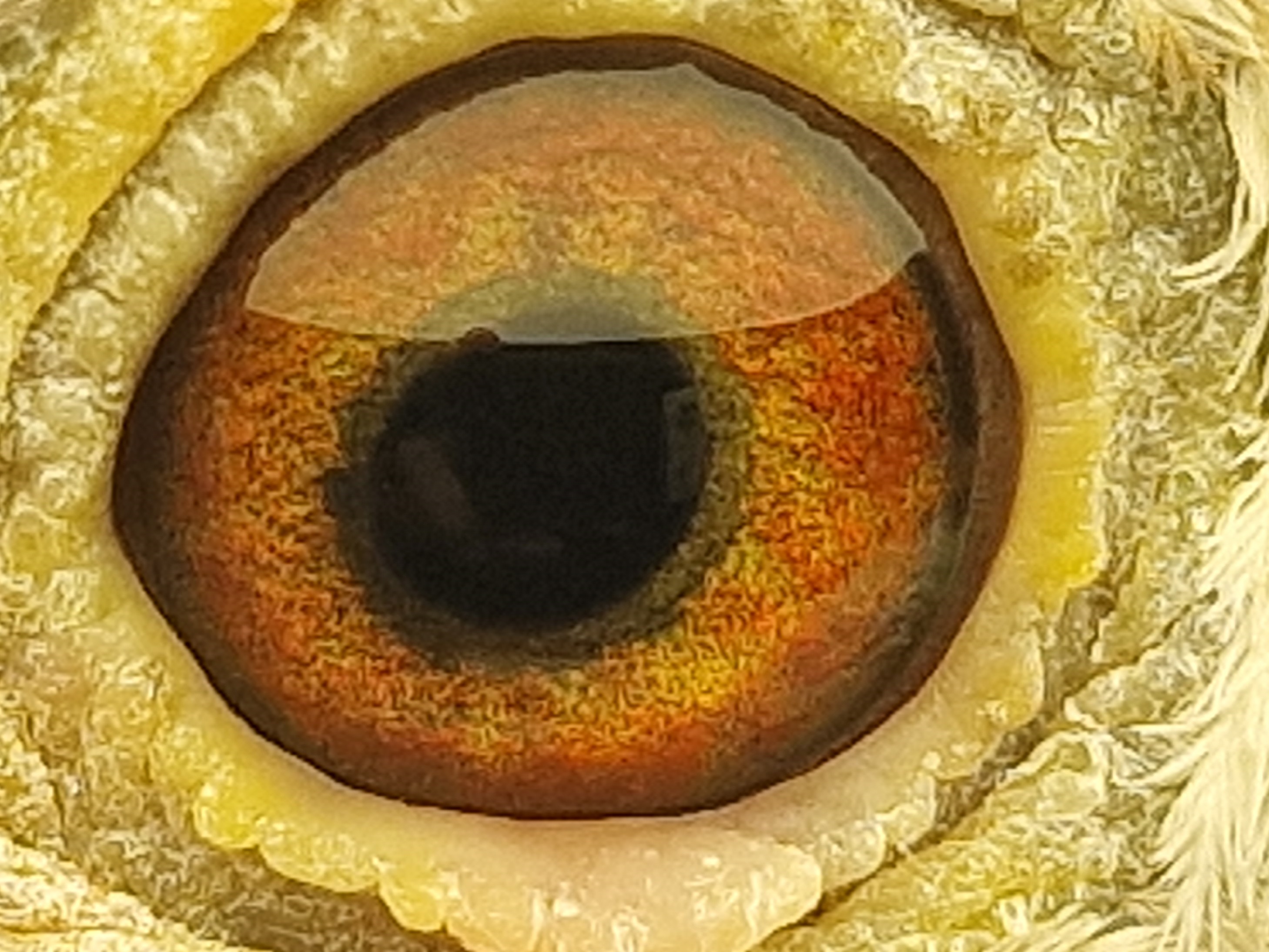 Pigeon eye